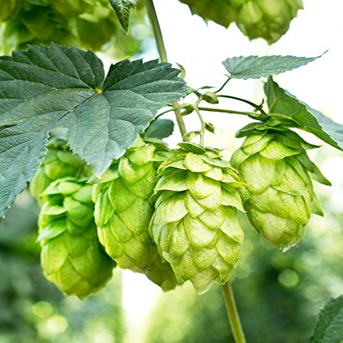 Outsidepride Hops Vine Plant Seed   100 Seeds