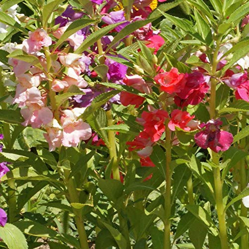 Outsidepride Impatiens Balsam   500 Seeds