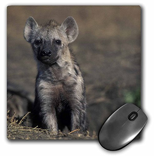 3dRose LLC 8 x 8 x 025 Inches Mouse Pad Kenya Masai Mara Game Reserve Spotted Hyena Wildlife   Paul Souders  mp 76271 1
