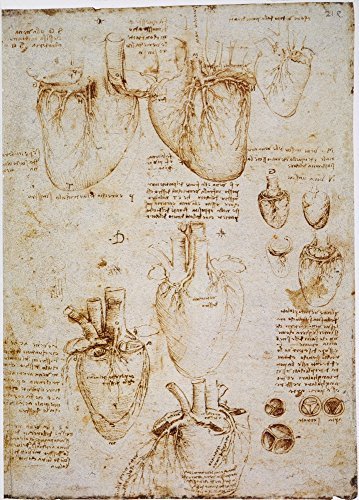Posterazzi GLP469052LARGE Poster Print Collection Leonardo  Anatomy C1512  Pen And Ink Studies By Leonardo Da Vinci C1512 Of An Ox Heart Poster Print By  18 X 24   Multicolored