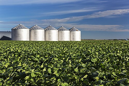 Posterazzi Mid growth canola field with clouds and blue sky and metal grain bins in the background Alberta Canada Poster Print  19 x 12