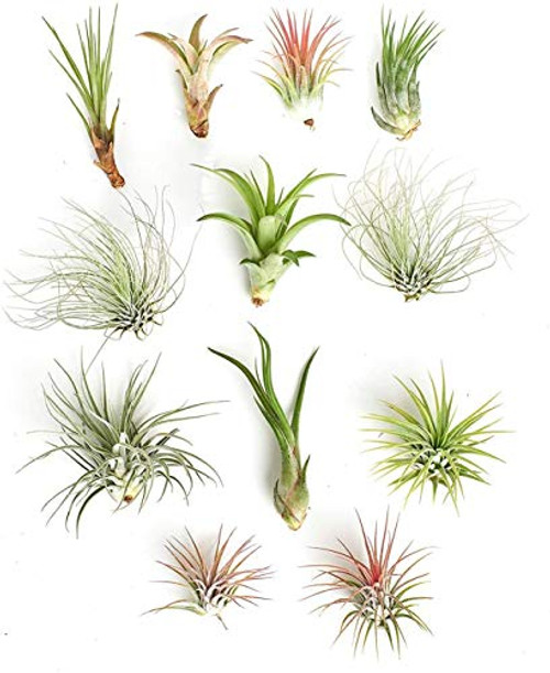 Shop Succulents   Live Air Plants Hand Selected Assorted Variety of Species Tropical Houseplants for Home Decor and DIY Terrariums 12 Pack Green