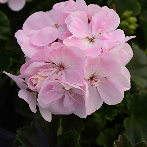Outsidepride Geranium Appleblossom   25 Seeds
