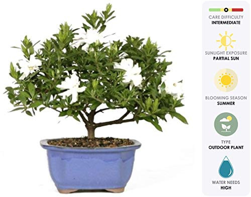 Brussel s Live Gardenia Outdoor Bonsai Tree   4 Years Old  6  to 8  Tall with Decorative Container
