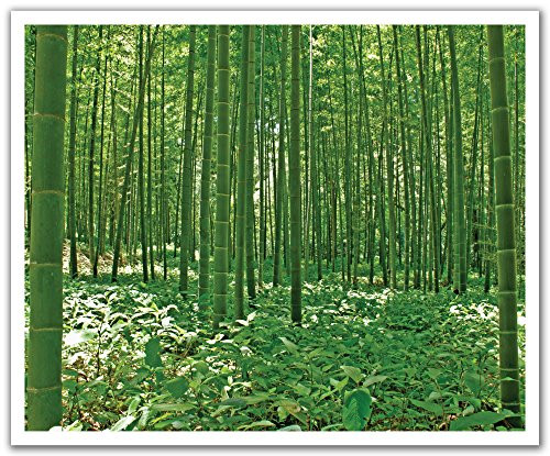 JP London POSLT2076 uStrip Lite Removable Wall Decal Sticker Mural Bamboo Forest 24 Inch x 1975 Inch