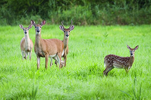 South Atlantic Transitional Big Game Food Pasture Blend  1 2 Acre