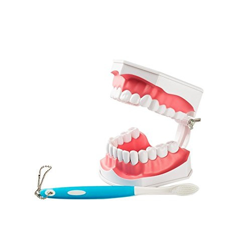 Large Dental Teeth Model with Removable Lower Teeth Patient and Student Model Tooth Model Toothbrush Color