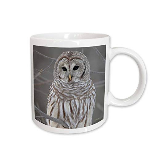 3dRose mug_21195_2 Barred Owl Ceramic Mug, 15-Ounce