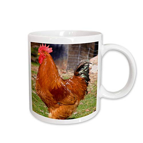 3dRose Beautiful Red Rooster on The Farm Animal Photography Ceramic Mug, 15-Ounce