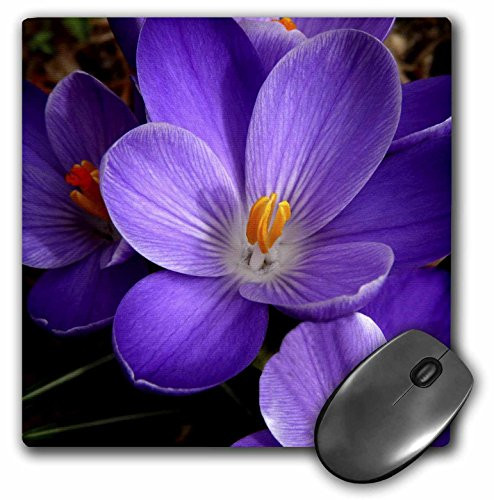 3dRose LLC 8 x 8 x 025 Inches Mouse Pad Purple Flower  mp 35860 1