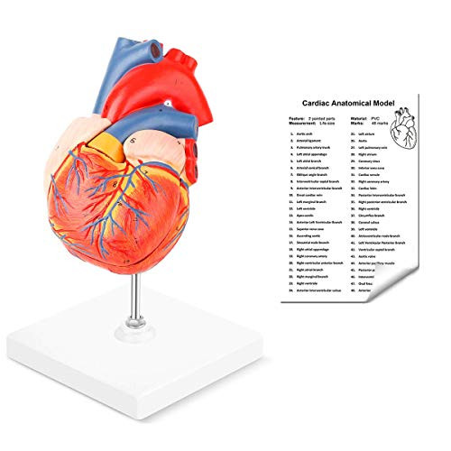 Winyousk Heart Medical Model 2 Part Life Size Human Heart Model Shows 48 Anatomical Internal Structures Mount On A Base Detailed Poster Includes