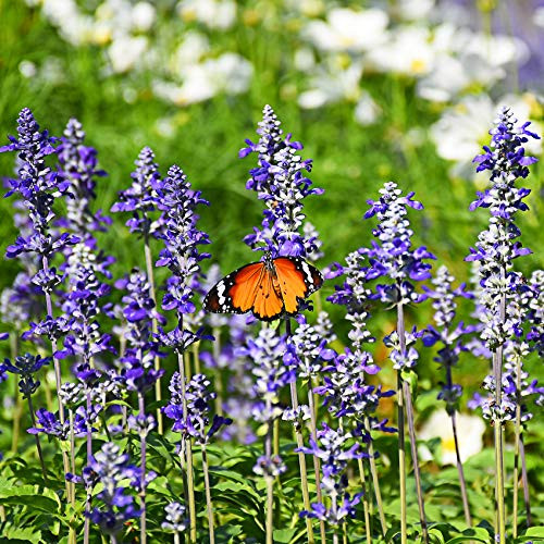 Outsidepride Salvia Blue Victory   1000 Seeds