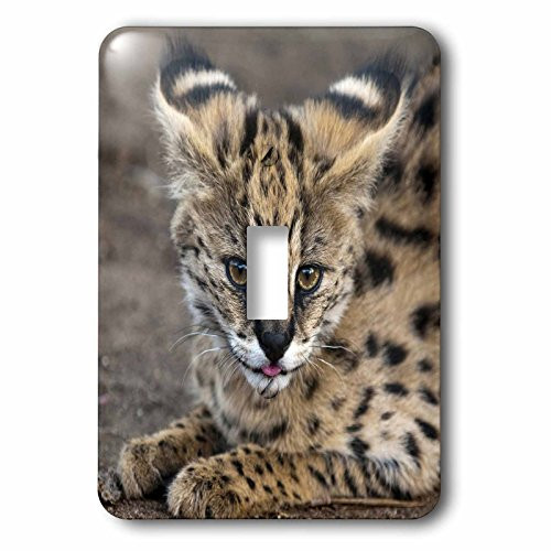 3dRose lsp 70989 1 Serval Cat Kapama Game Reserve South Africa Single Toggle Switch