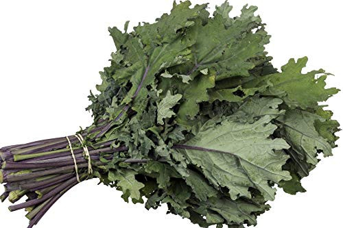 Red Russian  Kale Seeds 750  Premium Heirloom Seeds ON SALE  Top Selling Kale Seed  Isla s Garden Seeds  Non Gmo Organic 85  Germination Rates Highest Quality Seeds 100  Pure