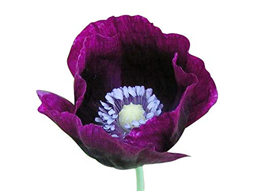 Marde Ross   Company 3000 Seeds   Laurens Grape   Poppy Seeds