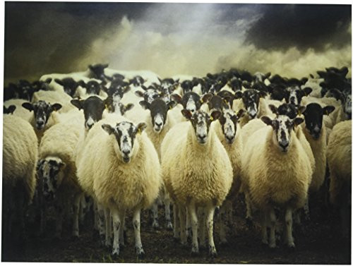 Wee Blue Coo Sheep Flock Farm Animal Unframed Wall Art Print Poster Home Decor Premium