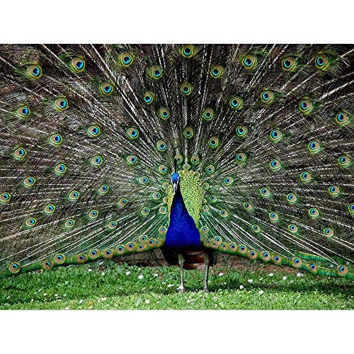 Wee Blue Coo Peacock Birds Feather Unframed Wall Art Print Poster Home Decor Premium