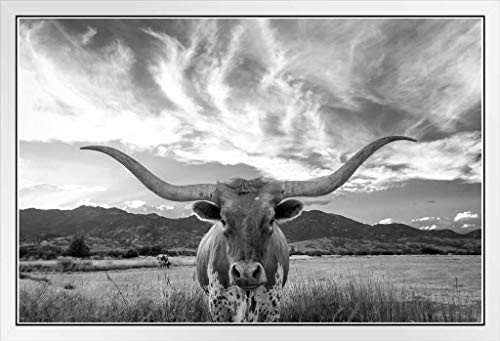 Texas Longhorn Bull Standing in Pasture Close Up Black and White Photo Photograph White Wood Framed Poster 20x14