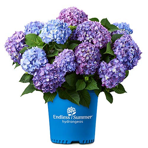 Endless Summer Bloomstruck Hydrangea 2 Gal Pink and Purple Blooms