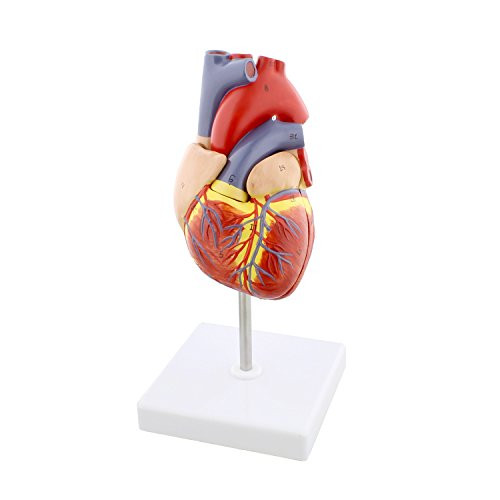 MonMed Anatomical Heart Model Human Heart Anatomy Model  2 Part Heart Models Anatomy Life Size Medical Heart Model