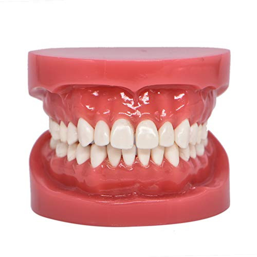 Dental Typodont Standard Teeth Model for Teaching Practice Demonstration Flossing Teeth Model for Study Adult Standard Teaching Model 1 Piece Dental Typodont Standard Teeth Model for Teaching Practice Demonstration Flossing Teeth Model for Study Adult Standard Teaching Model 1 Piece
