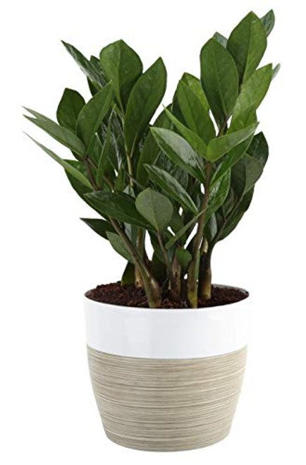 Costa Farms ZZ Zamioculcas zamiifolia Indoor Plant 12 Inch Tall White Natural Decor Planter