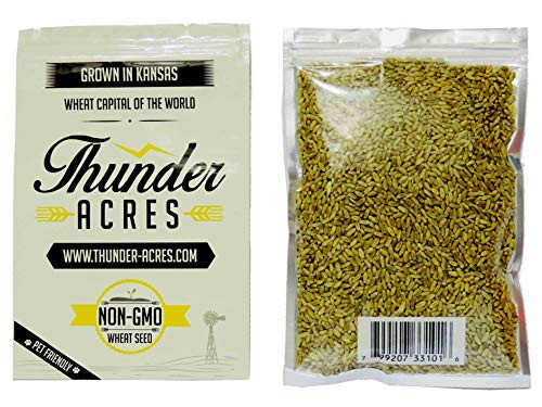 Non GMO Thunder Acres Premium Wheat Seed Cat Grass Seed Wheatgrass Hard Red Winter Wheat  1 lbs
