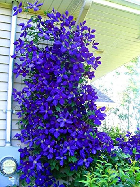 100pcs bag Clematis seeds flowers clematis vine seeds perennial flower seeds climbing clematis plants bonsai pot garden plant 3