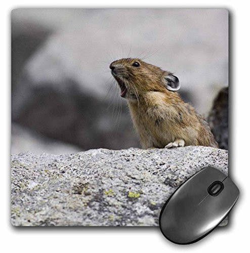 3dRose WA Mount Rainier NP American Pika Wildlife   US48 JWI2089 Mouse Pad 8  x 8   mp 96137 1