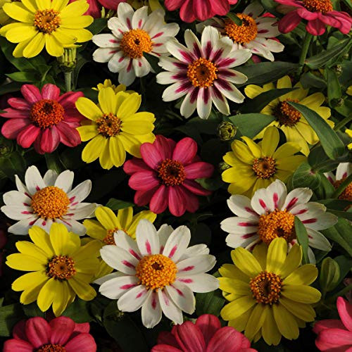 Outsidepride Zinnia Zahara Raspberry Lemonade Flower Seed Mix   50 Seeds