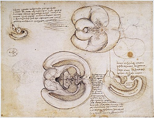 Leonardo Ventricles C1508 Npen And Ink Drawing C1508 By Leonardo Da Vinci Of The Cerebral Hemispheres And Ventricles Poster Print by  18 x 24