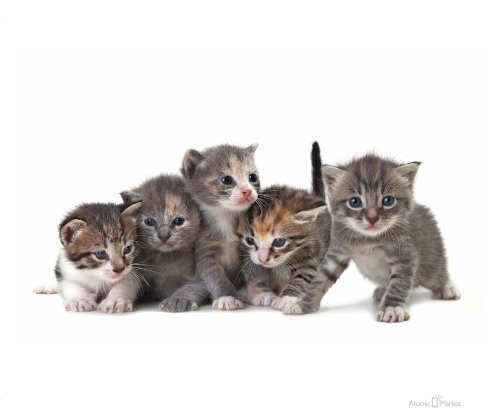Atomic Market Cute Kittens Thick Mouse Pad