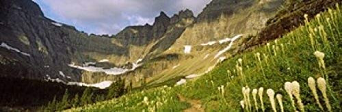 Posterazzi PPI147039L Beargrass Xerophyllum tenax with mountains in the background US Glacier National Park Montana USA Poster Print 36 x 12 Posterazzi PPI147039L Beargrass Xerophyllum tenax with mountains in the background US Glacier National Park Montana USA Poster Print 36 x 12