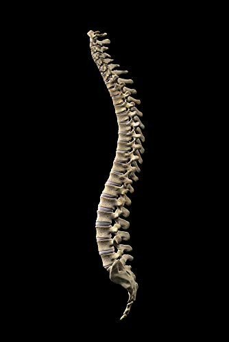 Posterazzi PSTHAG700092H Human Vertebral Column Side View on Black Background Photo Print 11 x 17 Multi