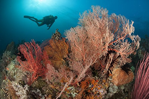 Posterazzi PSTSJN400534U Gorgonian sea fans on a reef in Raja Ampat West Papua Indonesia Diver in background Poster Print 17 x 11 Posterazzi PSTSJN400534U Gorgonian sea fans on a reef in Raja Ampat West Papua Indonesia Diver in background Poster Print 17 x 11