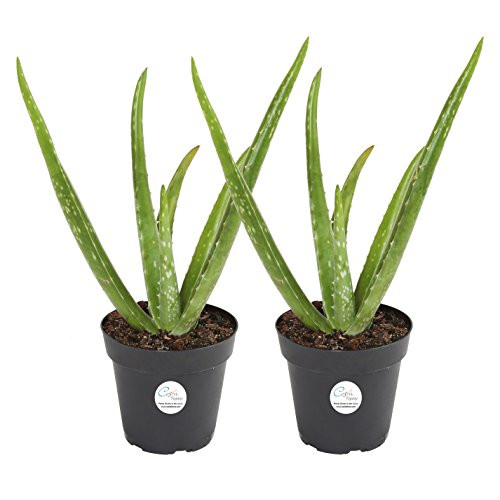 Costa Farms Aloe Vera Live Indoor Plant Ships in Grow Pot 10Inch Tall 2Pack Costa Farms Aloe Vera Live Indoor Plant Ships in Grow Pot 10Inch Tall 2Pack