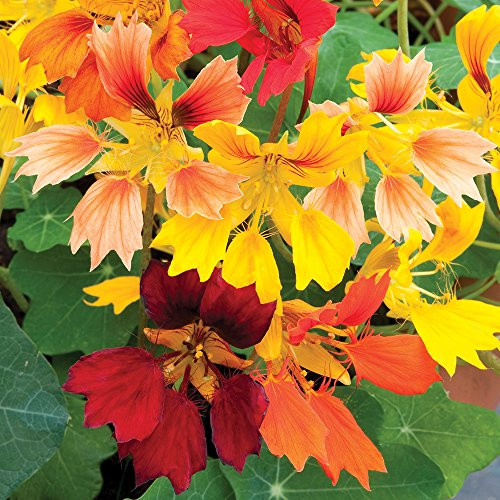 Burpee Phoenix Nasturtium Seeds 50 seeds