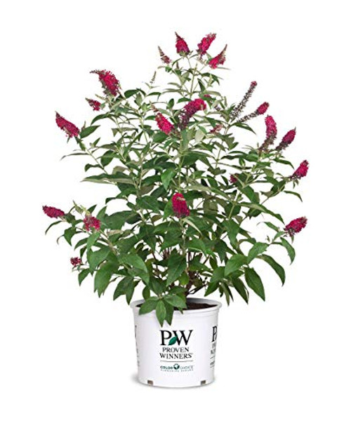 Proven Winner Miss Molly Buddleia 2 Gal Pink and Red Blooms