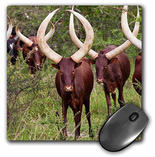 3dRose AnkoleWatusi Cattle Mbarara Ankole Uganda Mouse Pad 8 x 8 mp1888421
