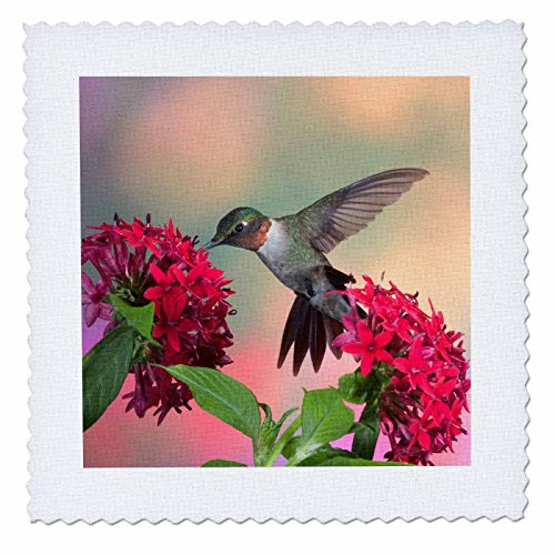 3dRose qs2102681 RubyThroated Hummingbird On Red Pentos Marion Illinois USAQuilt Square 10 by 10