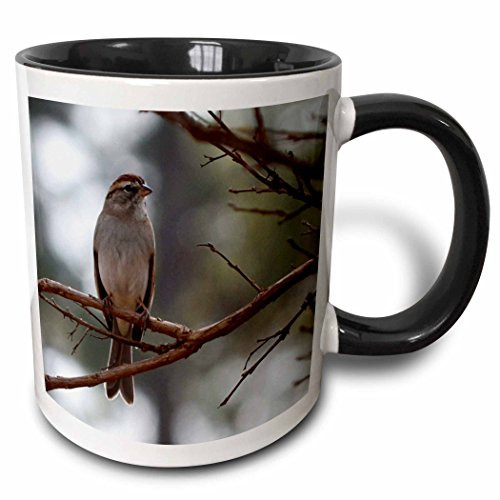 3dRose Chipping Photo of A SparrowTwo Tone Black Mug 11 oz Multicolored