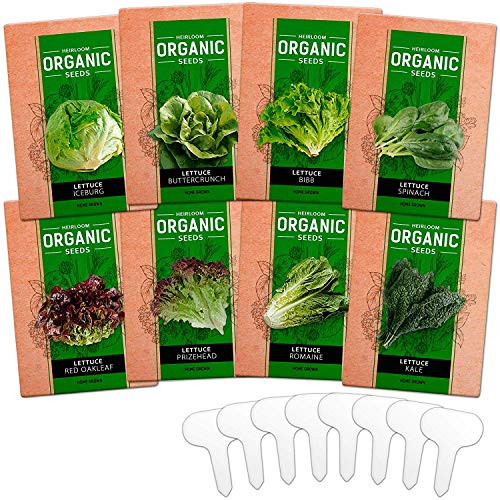8 Heirloom Lettuce and Leafy Greens Seeds - Over 1000 Seeds - Non GMO Bulk Lettuce Seeds for Planting - Kale, Spinach, Butter, Oak, Romaine, Iceberg, Bibb - Prepper Supplies, Hydroponic, Home Garden 8 Heirloom Lettuce and Leafy Greens Seeds - Over 1000 Seeds - Non GMO Bulk Lettuce Seeds for Planting - Kale, Spinach, Butter, Oak, Romaine, Iceberg, Bibb - Prepper Supplies, Hydroponic, Home Garden