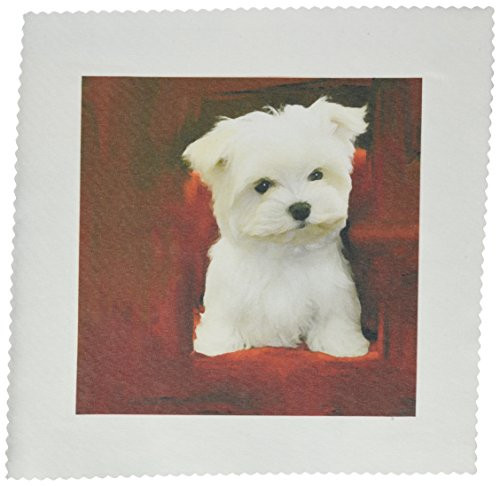 3dRose LLC Maltese Puppy 10 by 10Inch Quilt Square