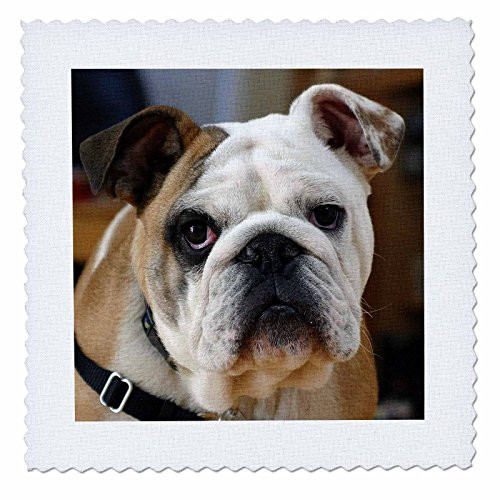 3dRose qs169391 American Bulldog PortraitQuilt Square 10 by 10Inch