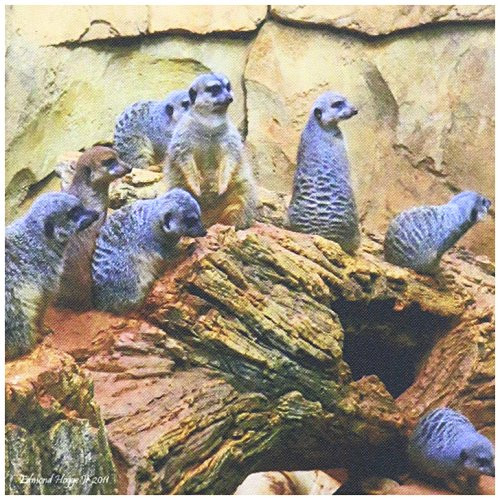 3dRose qs345373 Meerkats Quilt Square 8 by 8Inch