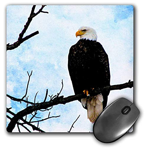 3dRose Mouse Pad American Bald Eagle on Tree Branch  8 by 8Inches mp2884581