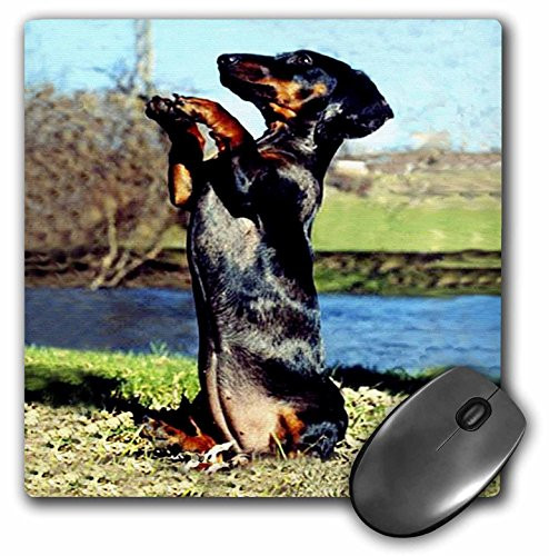 3dRose LLC 8 x 8 x 025 Inches Mouse Pad Dapple Dachshund mp5931
