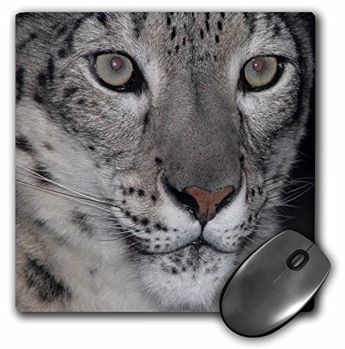 3dRose LLC 8 x 8 x 025 Inches Snow Leopard Mouse Pad mp115361