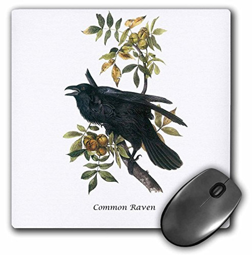 3dRose LLC 8 x 8 x 025 Inches Mouse Pad Common Raven by John James Audubon mp1140481 3dRose LLC 8 x 8 x 025 Inches Mouse Pad Common Raven by John James Audubon mp1140481