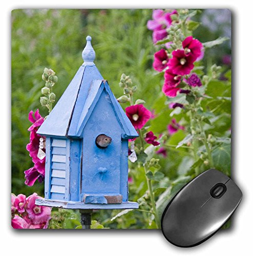 3dRose House Wren at Blue Nest Box Hollyhocks Marion Illinois USA Mouse Pad 8 x 8 mp2084321